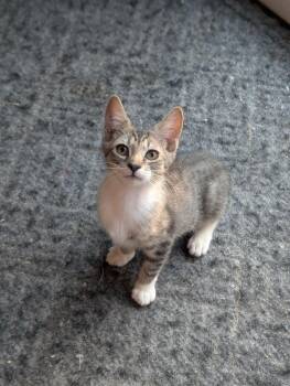 Rescue Domestic Short Hair Cats for Adoption - Polly | PetCurious