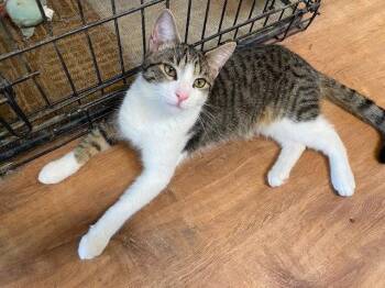 Domestic Short Hair Cats Available for Adoption in Escondido, California - Jinx | PetCurious