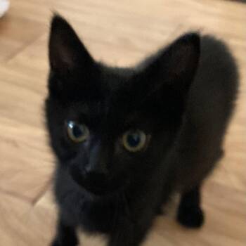 Domestic Short Hair Cats Available for Adoption in Candler, North Carolina - Monsoon | PetCurious