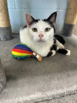 Cookie (Sand Valley) -  Domestic Long Hair Cat for Adoption in Johnson City, Tennessee - Cookie (Sand Valley) | PetCurious
