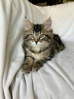 Ernie 26 -  Domestic Medium Hair and Maine Coon Cat for Adoption in Nashville, Tennessee - Ernie 26 | PetCurious