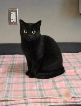 Domestic Short Hair Cats Available for Adoption - Creme | PetCurious