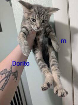 Dorito -  Domestic Short Hair Cat Available for Adoption in Metamora, Illinois - Dorito | PetCurious