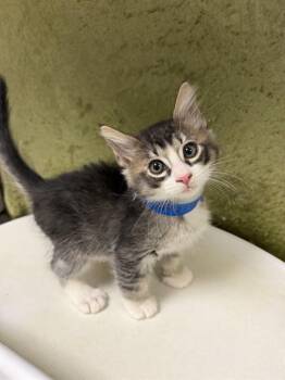 TOFU -  Domestic Short Hair Cat for Adoption in Riverside, California - TOFU | PetCurious