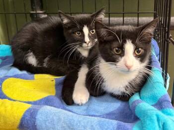 Cameron -  Domestic Short Hair Cat for Adoption in Port Jervis, New York - Cameron | PetCurious
