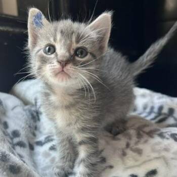 Thomas -  Domestic Short Hair Cat for Adoption in Bentonville, Arkansas - Thomas | PetCurious