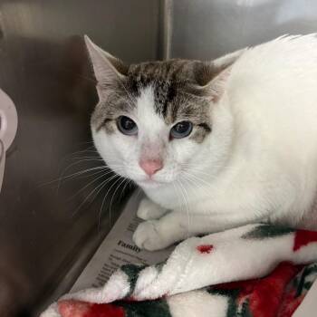 Moon -  Domestic Short Hair Cat for Adoption in Brockton, Massachusetts - Moon | PetCurious