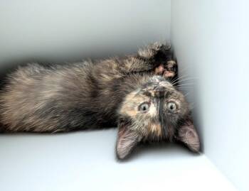 Tinker MD -  Calico Cat for Adoption - Tinker MD | PetCurious