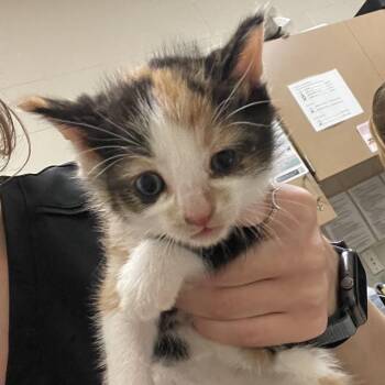 Four-leaf Clover -  Domestic Short Hair Cat for Adoption in Bristol, Indiana - Four-leaf Clover | PetCurious