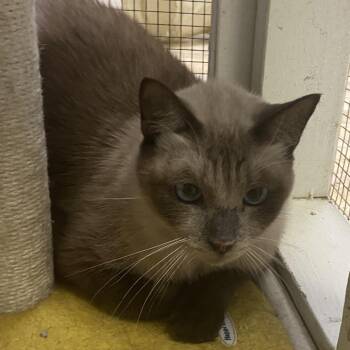 Briscoe -  Domestic Short Hair and Siamese Cat for Adoption in Monroe, Louisiana - Briscoe | PetCurious