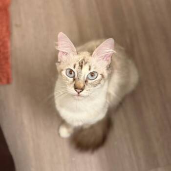 Blaze -  Domestic Medium Hair and Siamese Cat for Adoption in League City, Texas - Blaze | PetCurious