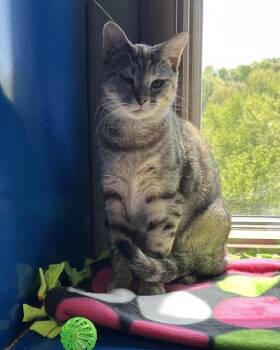 Domestic Short Hair Cats Available for Adoption in Westminster, Maryland - TWIG | PetCurious