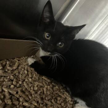 Rogue -  Domestic Short Hair Cat for Adoption in Newark, New Jersey - Rogue | PetCurious