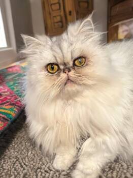 Princess -  Persian Cat for Adoption in Houston, Texas - Princess | PetCurious