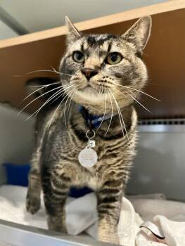 SMOKEY -  Domestic Short Hair Cat for Adoption in San Francisco, California - SMOKEY | PetCurious