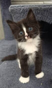 RENEE -  Domestic Short Hair Cat for Adoption in Colorado Springs, Colorado - RENEE | PetCurious