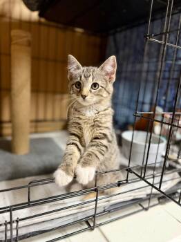 Isis -  Domestic Short Hair Cat for Adoption in Reeseville, Wisconsin - Isis | PetCurious