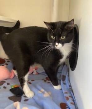 Rescue Domestic Short Hair Cats for Adoption in Mason City, Iowa - Puffin | PetCurious