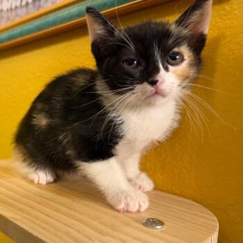 Princess Leia -  Domestic Short Hair Cat for Adoption in Lewisville, Texas - Princess Leia | PetCurious