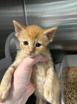 Scarecrow -  Domestic Short Hair Cat for Adoption in Bloomington, Indiana - Scarecrow | PetCurious