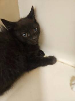Lita -  Domestic Short Hair Cat for Adoption in Bloomington, Indiana - Lita | PetCurious