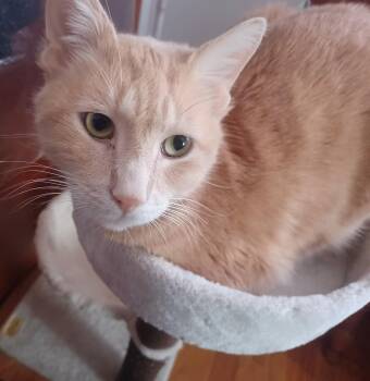 Rescue Domestic Short Hair Cats for Adoption in Laurel, Maryland - Simba-Handsome & Sweet Buff Tabby | PetCurious