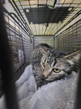 Domestic Short Hair Cats Available for Adoption - PHARIS | PetCurious