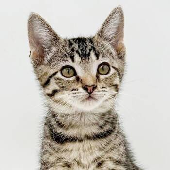 Superman is here to save all days with his kitten kisses -  Bengal and Tabby Cat for Adoption in Bedford Hills, New York - Superman Is Here To Save All Days With His Kitten Kisses | PetCurious