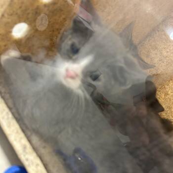 Ellie -  Domestic Short Hair Cat for Adoption in Philadelphia, Pennsylvania - Ellie | PetCurious