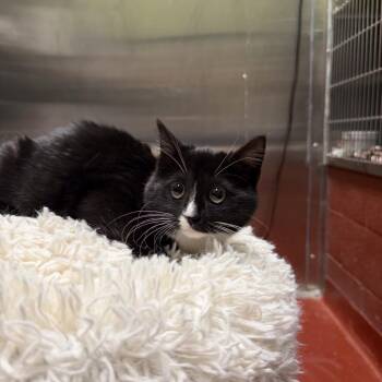 Domestic Short Hair Cats Available for Adoption - Mina | PetCurious