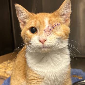 Rescue Domestic Short Hair Cats for Adoption in Springfield, Illinois - Admiral Meowington | PetCurious