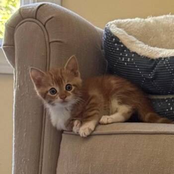 26-180 Mello Yello -  Domestic Short Hair Cat for Adoption in North Branford, Connecticut - 26-180 Mello Yello | PetCurious