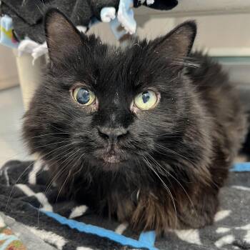 Domestic Long Hair Cats Available for Adoption in Pontiac, Michigan - Madame Fluff | PetCurious