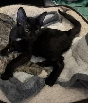 Rescue Domestic Short Hair Cats for Adoption in Vine Grove, Kentucky - Inky | PetCurious
