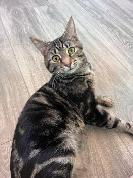 Thistle -  Domestic Short Hair Cat Available for Adoption in Maryville, Tennessee - Thistle | PetCurious