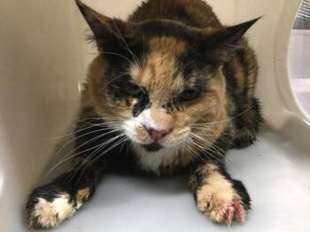 A1922787 -  Domestic Medium Hair Cat for Adoption in Thousand Palms, California - A1922787 | PetCurious