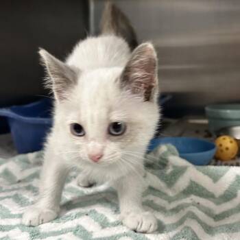 Whitey -  Siamese Cat for Adoption in Newport, North Carolina - Whitey | PetCurious