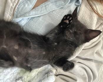 Susu -  Bombay and Domestic Short Hair Cat Available for Adoption in Laguna Niguel, California - Susu | PetCurious