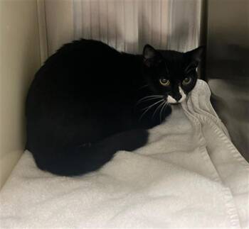 Domestic Short Hair Cats Available for Adoption - TUXY | PetCurious