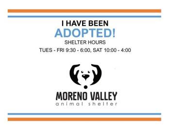 Domestic Short Hair Cats Available for Adoption in Moreno Valley, California - LILY | PetCurious