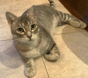 Jasper -  Tabby Cat for Adoption in Hamilton, Ontario - Jasper | PetCurious