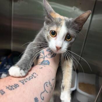 Blink -  Domestic Short Hair Cat for Adoption in Titusville, Florida - Blink | PetCurious