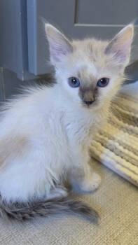 Andres -  Siamese and Domestic Medium Hair Cat for Adoption in Campbell, California - Andres | PetCurious