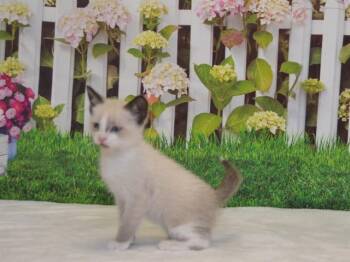 Siamese and Domestic Short Hair Cats Available for Adoption in Oroville, California - PIP | PetCurious