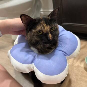 Violet -  Domestic Short Hair Cat for Adoption in Dallas, Texas - Violet | PetCurious