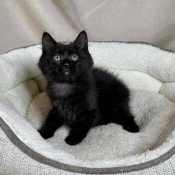 Butterz -  American Shorthair Cat for Adoption in Lake Jackson, Texas - Butterz | PetCurious
