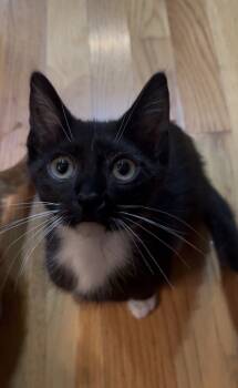 Rescue Domestic Short Hair Cats for Adoption in Dayton, Minnesota - Lucille Ball | PetCurious