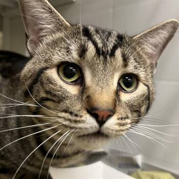 GENERAL GRANT -  Domestic Short Hair Cat for Adoption in St. Louis, Missouri - GENERAL GRANT | PetCurious