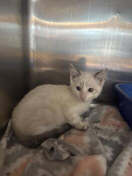 ashton -  Domestic Short Hair Cat for Adoption in Waverly, Tennessee - Ashton | PetCurious