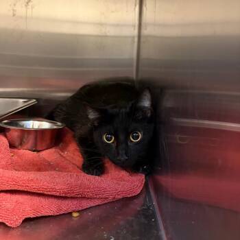 Quilla -  Domestic Short Hair Cat for Adoption in Council Bluffs, Iowa - Quilla | PetCurious